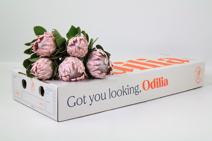 Protea Cynaroides Grande