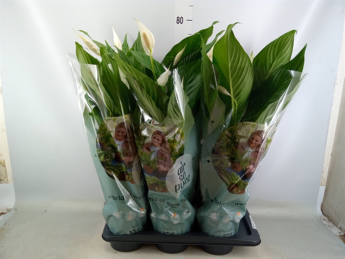 <h4>Spathiphyllum  'Bingo Cupido'</h4>