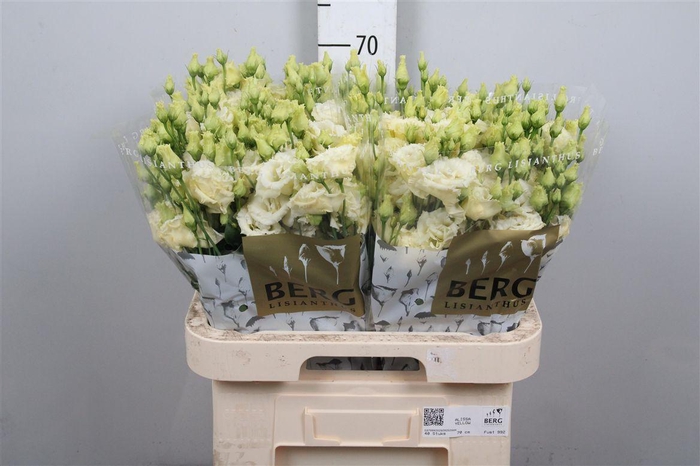 <h4>Eus G Alissa Yellow</h4>