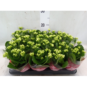 Kalanchoe blos. 'Calandiva Whites'