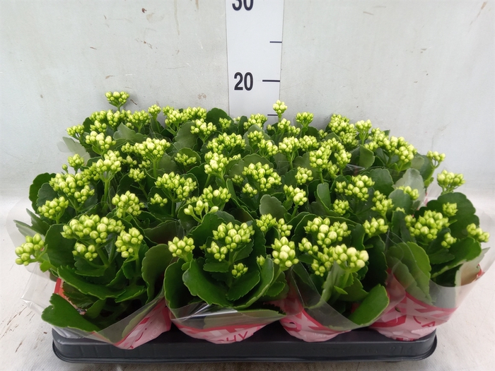 <h4>Kalanchoe blos. 'Calandiva Whites'</h4>