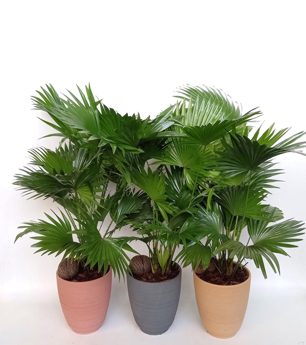 <h4>Livistona in Parijs mix</h4>