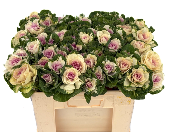 <h4>BRASS WHITE CRANE</h4>