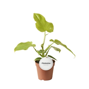 Philodendron Golden Violin