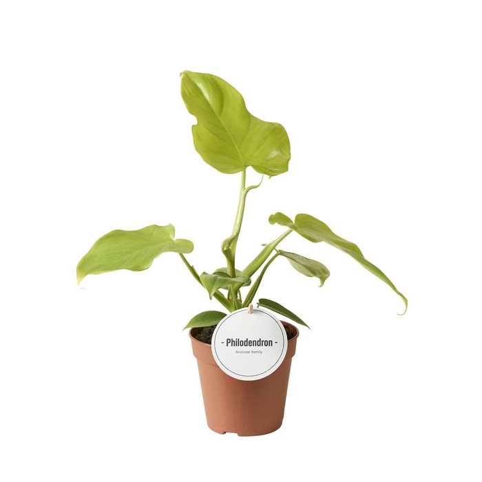 <h4>Philodendron Golden Violin</h4>