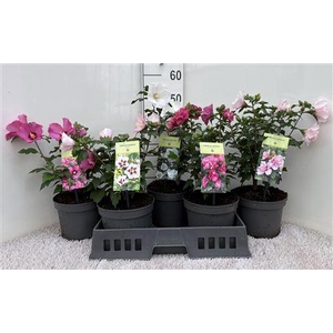 Hibis Syriacus Outdoor