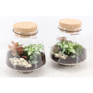 arr3 WR - Terrarium Mercurius small