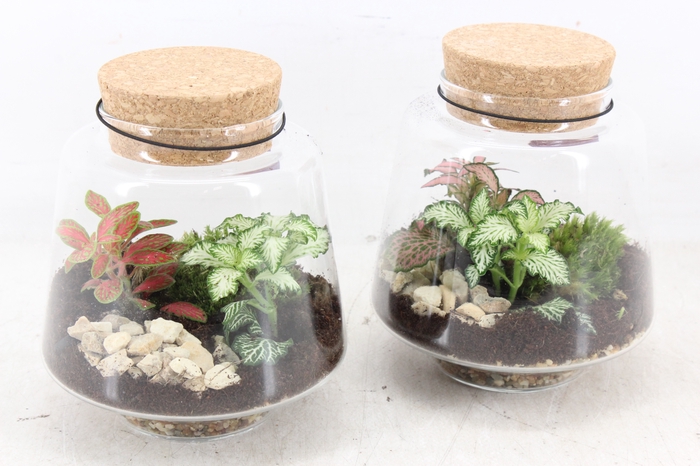 <h4>arr3 WR - Terrarium Mercurius small</h4>