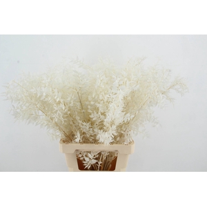 PF Ruscus Bleach