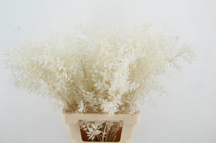 <h4>PF Ruscus Bleach</h4>