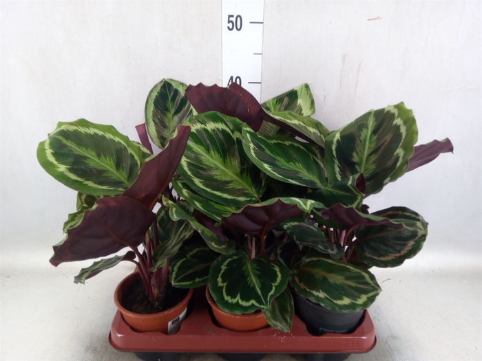 Calathea  'Medallion'