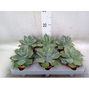 Agave potatorum