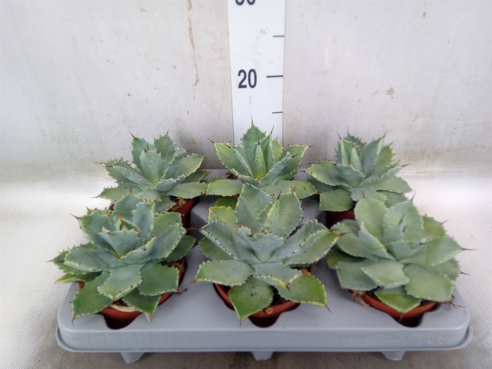 <h4>Agave potatorum</h4>