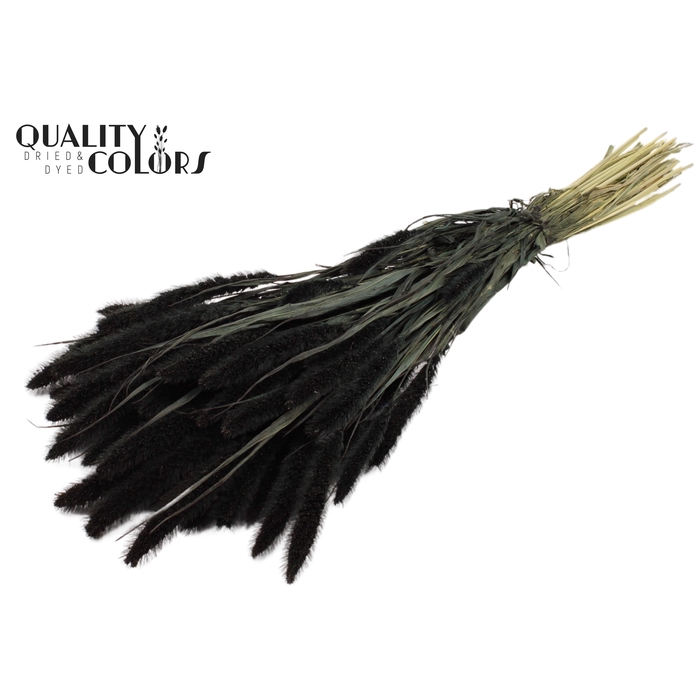 <h4>Setaria per bunch Black</h4>