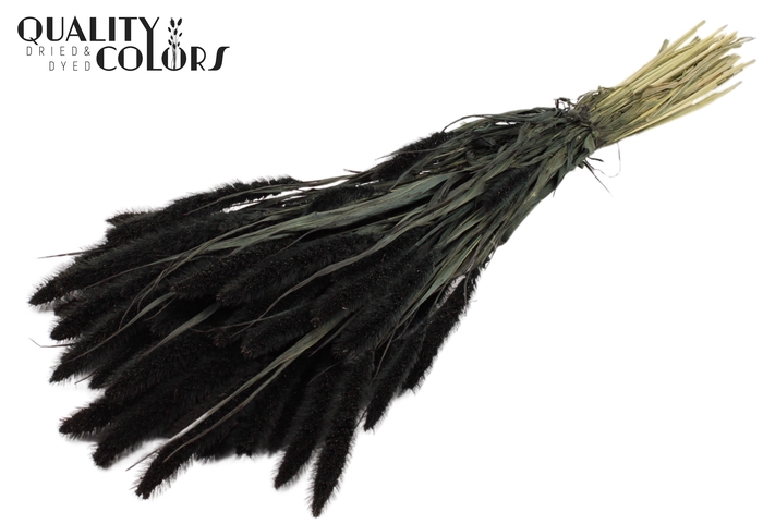 <h4>Setaria per bunch Black</h4>