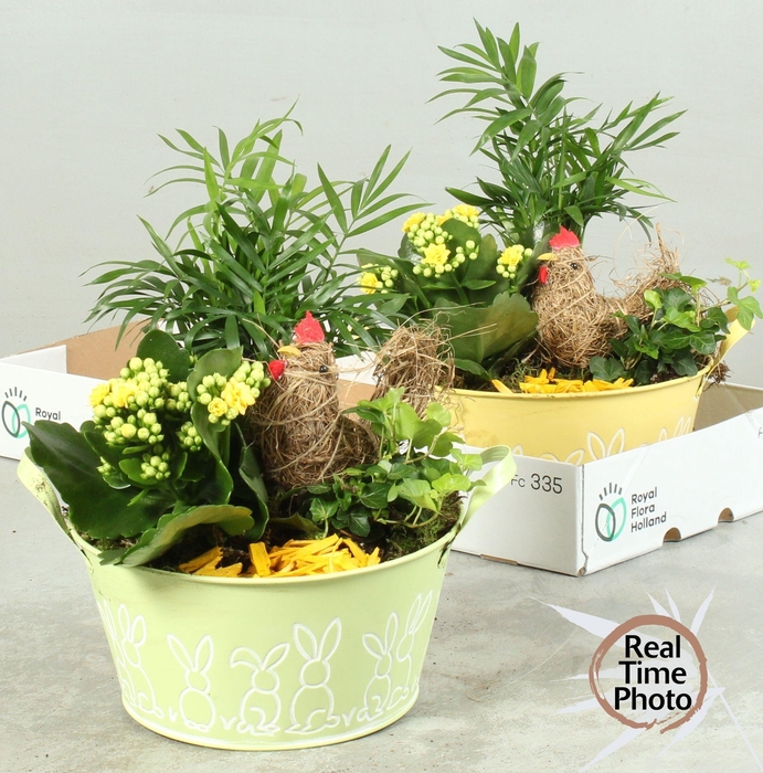 <h4>ARR KAMERPL</h4>