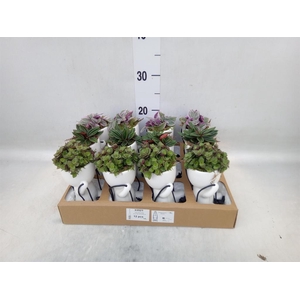 Arr.   Kamerplant Groen L%