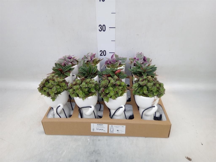 <h4>Arr. Kamerplant Groen L%</h4>