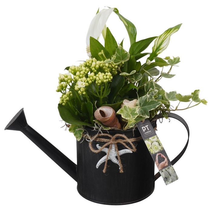 <h4>Arr.   Planten L%</h4>