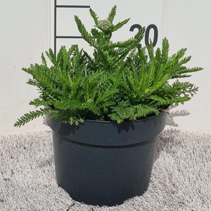 Achillea Skysail Bright Pink P19