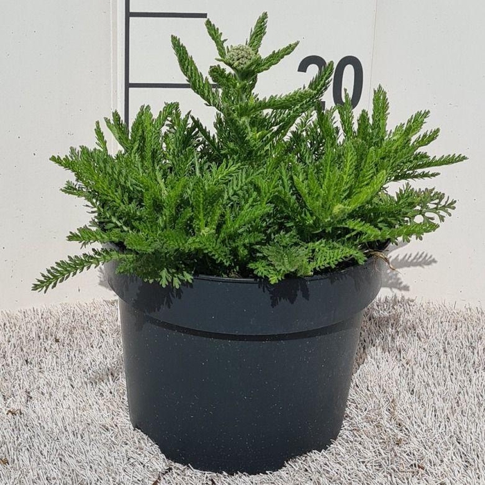 <h4>Achillea Skysail Bright Pink P19</h4>
