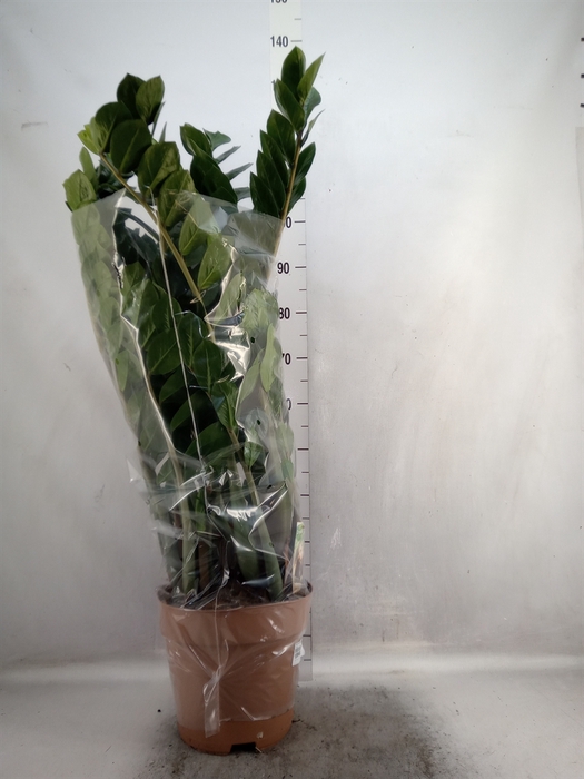 <h4>Zamioculcas zamiifolia</h4>