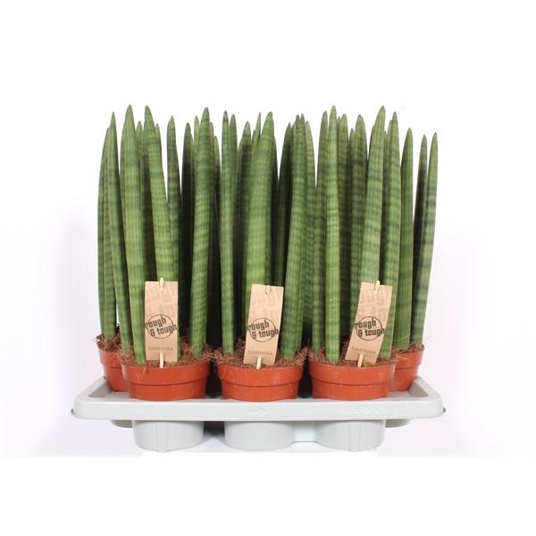 <h4>Sansevieria cylindrica overig</h4>