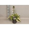 vaste planten 19 cm  Hosta Wide Brim afd.1