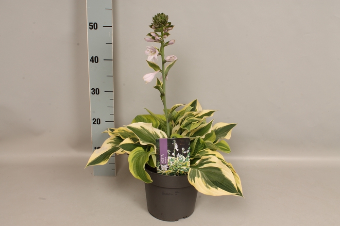 vaste planten 19 cm  Hosta Wide Brim afd.1