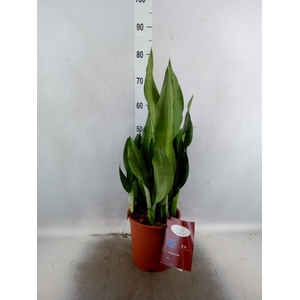 Sansevieria trifa. 'Moonshine'