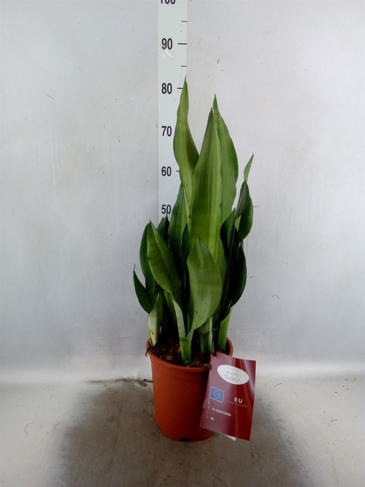 <h4>Sansevieria trifa. 'Moonshine'</h4>