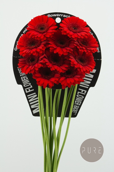 Germini Suri Flowerracket