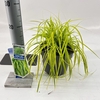 Carex oshimensis Evercolor Everillo