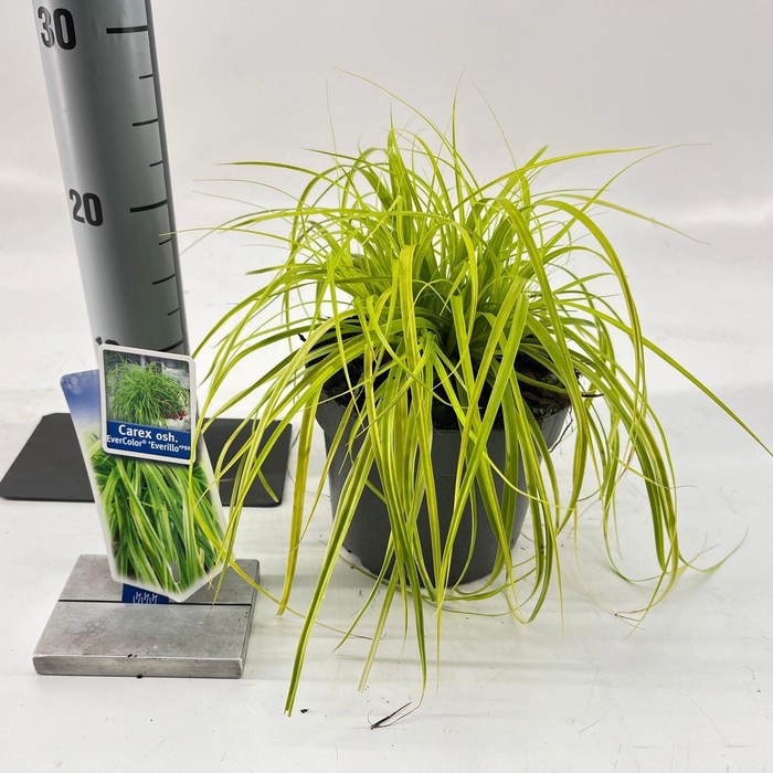 <h4>Carex oshimensis Evercolor Everillo</h4>