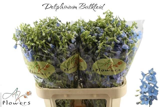 <h4>DELPH EN BALLKLEID</h4>