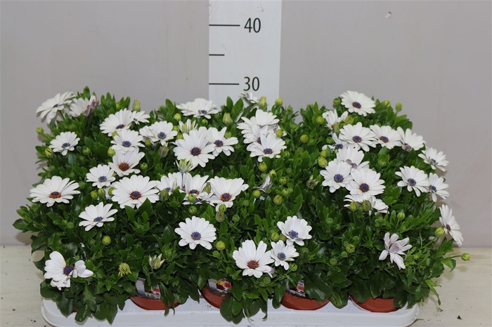 <h4>Osteospermum Wit Met Oog</h4>
