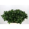 Ruscus aculeatus   ...groot blad