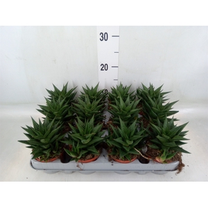 Haworthia limifolia