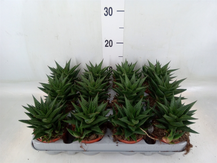 <h4>Haworthia limifolia</h4>