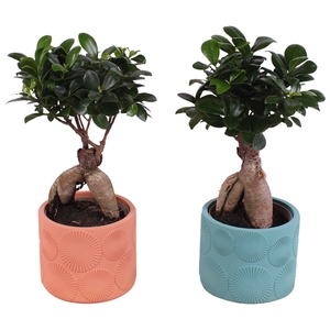 Ficus m. Ginseng Ball Shape Ø12cm in Ø14cm Ceramic EV464