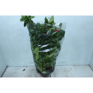 AESCHYNANTHUS SPECIOSUS C21