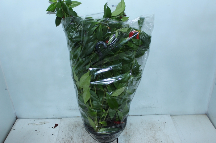 AESCHYNANTHUS SPECIOSUS C21