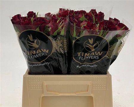 <h4>R Gr Upper Class</h4>