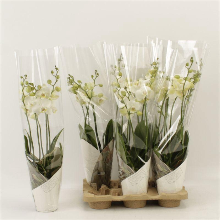 <h4>PHAL AN INVERNESS</h4>