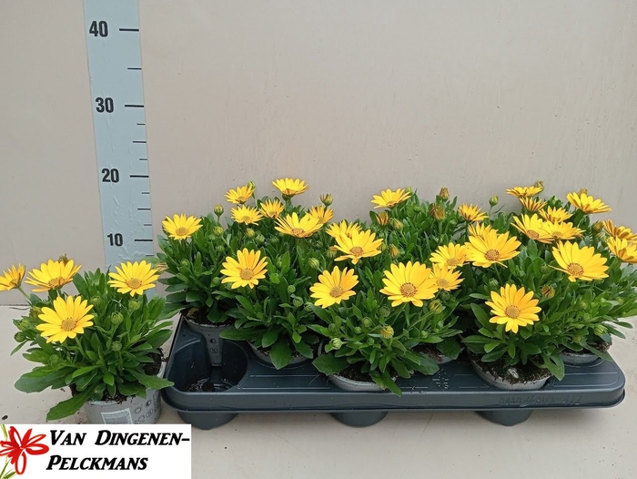 <h4>OSTEO FP PURE YELLOW</h4>