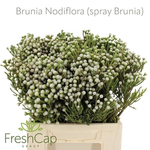 BRUN NODULIFLORA