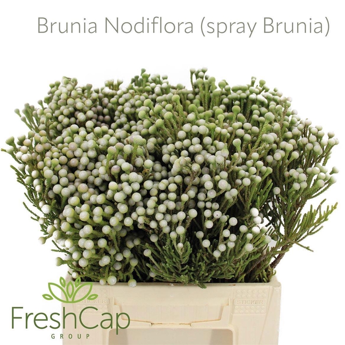 <h4>BRUN NODULIFLORA</h4>