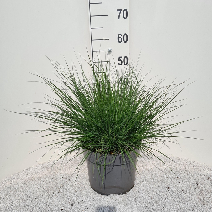 Pennisetum alopecuroides Little Bu