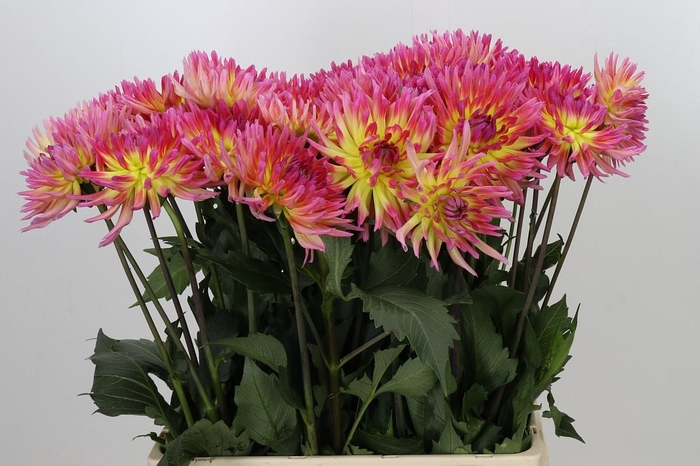 <h4>Dahlia Karma Sangria</h4>