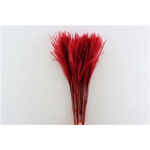 Dried Stipa Feather Red P Stem